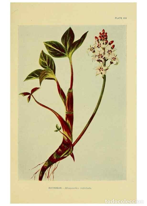 Colecionismo de Revistas e Jornais: Reproducci&oacute;n/Reproduction 7248312534: How to know the wild flowers :. New York :Scribner's,1893. - P