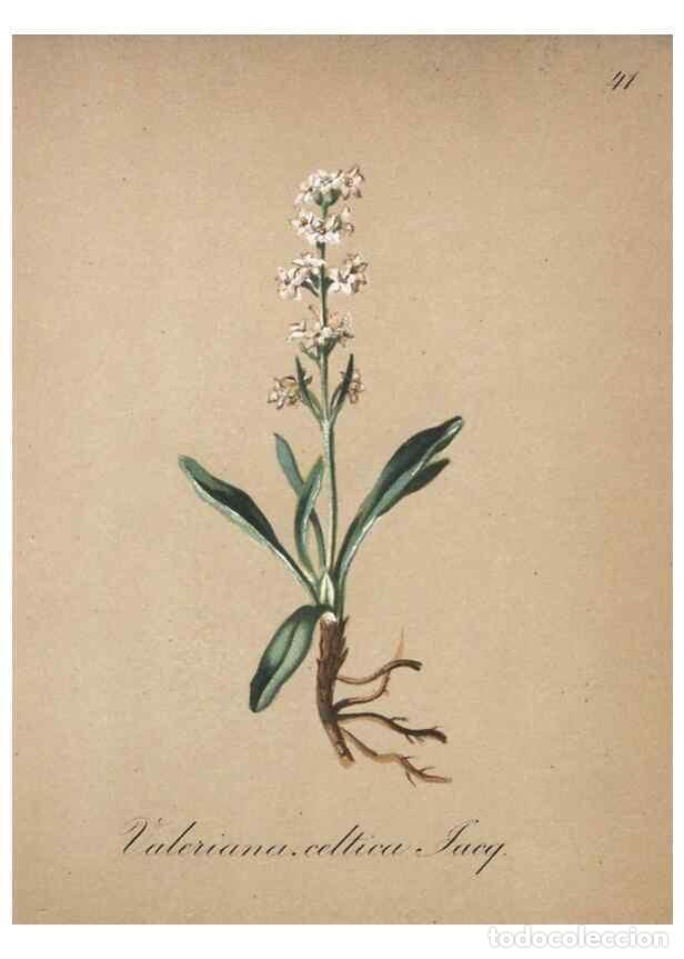 Colecionismo de Revistas e Jornais: Reproducci&oacute;n/Reproduction 7215975934: Die Alpenpflanzen nach der Natur gemalt /. Prag :F. Tempsky,18