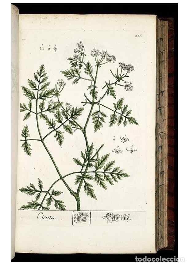 Colecionismo de Revistas e Jornais: Reproducci&oacute;n/Reproduction 8428962013: Herbarium Blackwellianum emendatum et auctum, id est, Elisabet