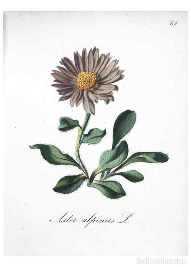 Colecionismo de Revistas e Jornais: Reproducci&oacute;n/Reproduction 7215981010: Die Alpenpflanzen nach der Natur gemalt /. Prag :F. Tempsky,18