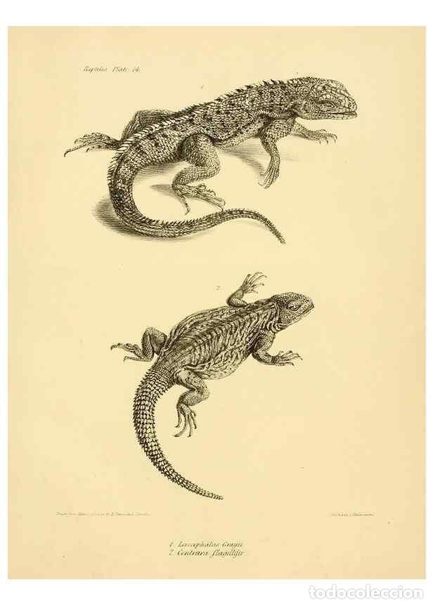 Colecionismo de Revistas e Jornais: Reproducci&oacute;n/Reproduction 8432832918: The zoology of the voyage of H.M.S. Beagle .... London,Smith,