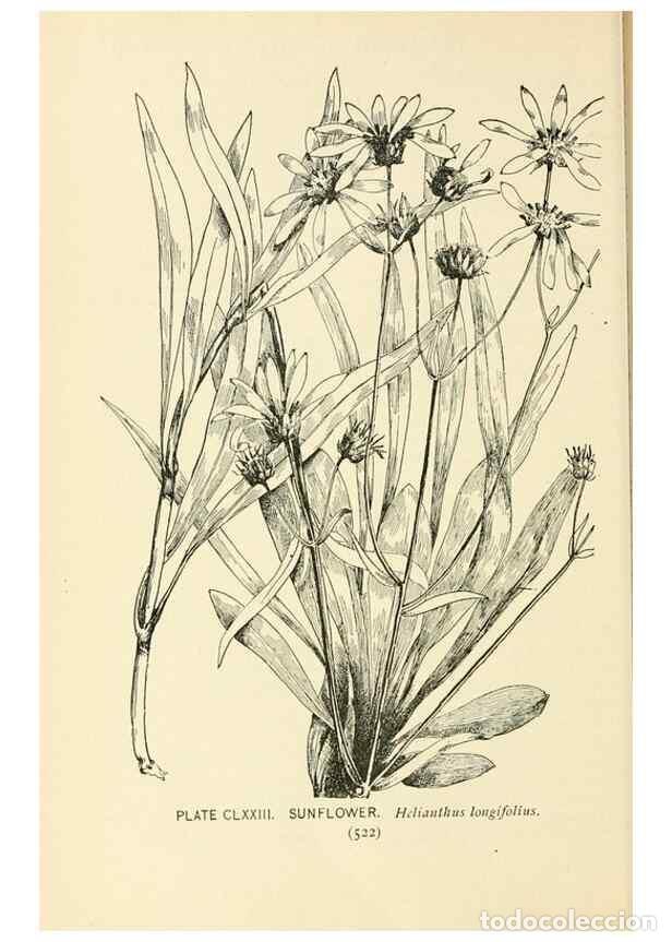 Colecionismo de Revistas e Jornais: Reproducci&oacute;n/Reproduction 8426233183: Southern wild flowers and trees,. New York,Stokes[1901] - Loun