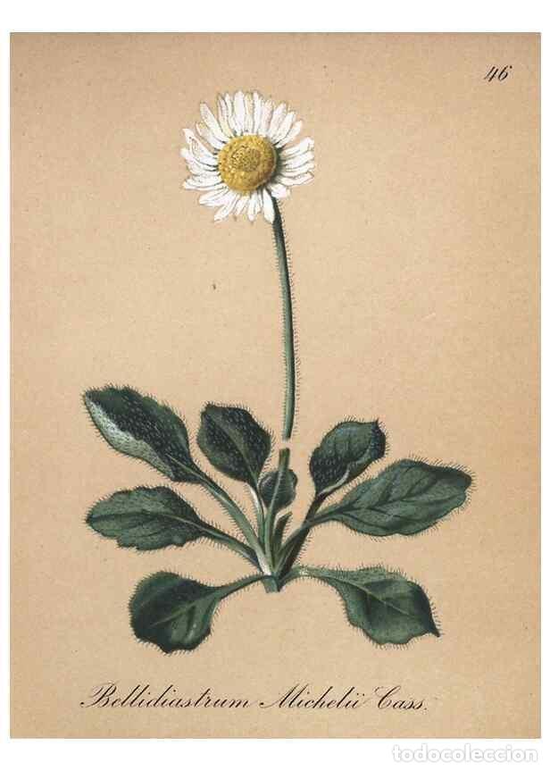 Colecionismo de Revistas e Jornais: Reproducci&oacute;n/Reproduction 7215982092: Die Alpenpflanzen nach der Natur gemalt /. Prag :F. Tempsky,18