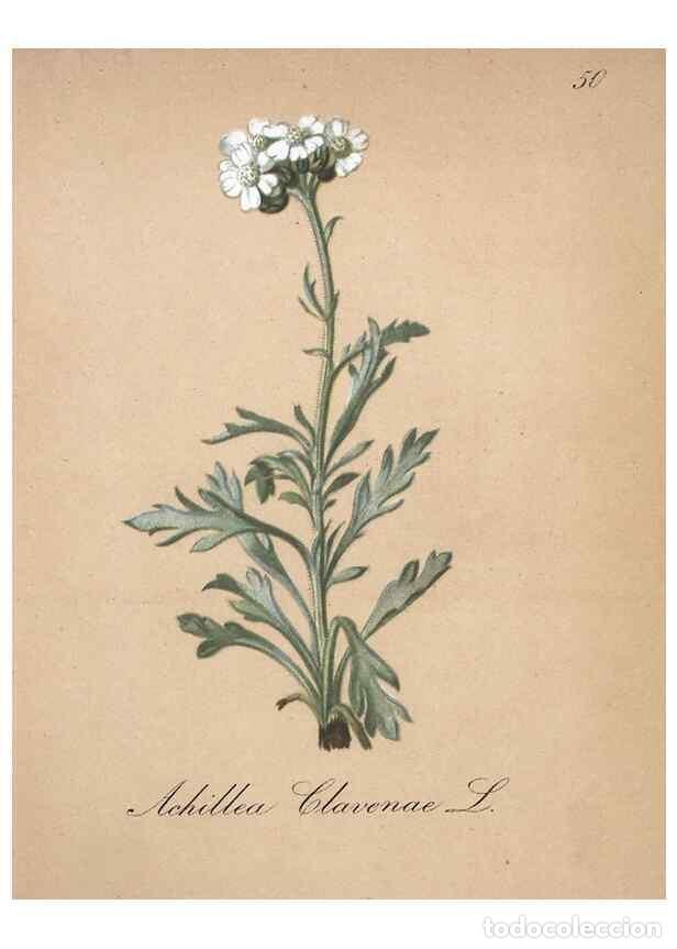 Colecionismo de Revistas e Jornais: Reproducci&oacute;n/Reproduction 7215987620: Die Alpenpflanzen nach der Natur gemalt /. Prag :F. Tempsky,18