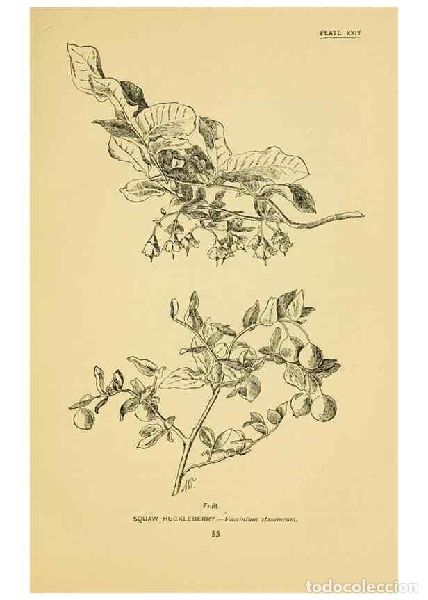 Collectionnisme de Revues et Journaux: Reproducci&oacute;n/Reproduction 7248316114: How to know the wild flowers :. New York :Scribner's,1893. - P