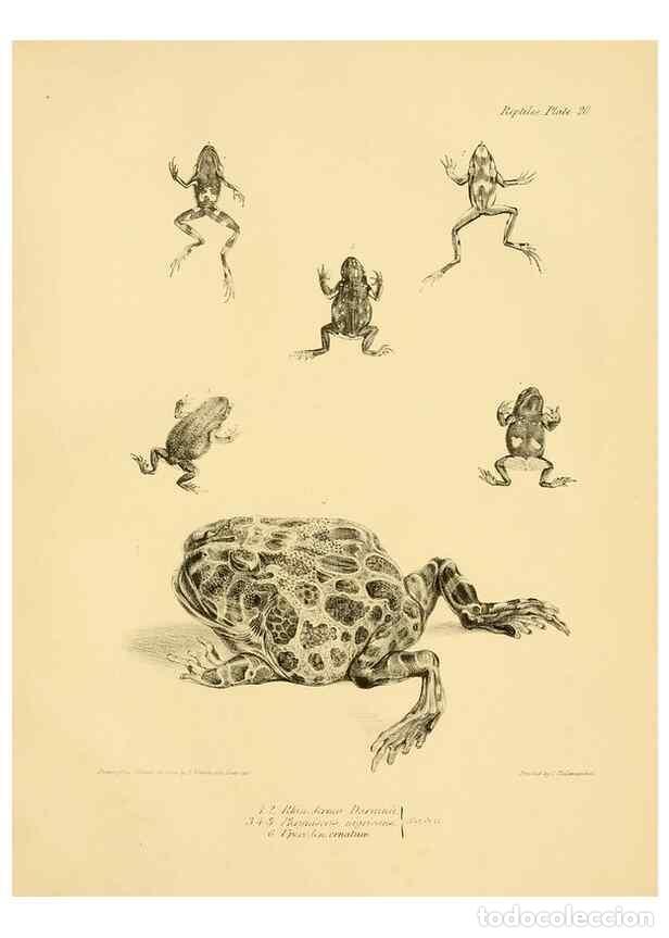 Collectionnisme de Revues et Journaux: Reproducci&oacute;n/Reproduction 8432834506: The zoology of the voyage of H.M.S. Beagle .... London,Smith,