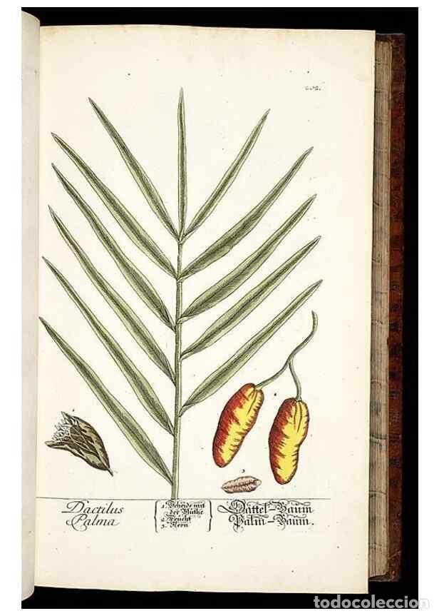 Collectionnisme de Revues et Journaux: Reproducci&oacute;n/Reproduction 8428878829: Herbarium Blackwellianum emendatum et auctum, id est, Elisabet