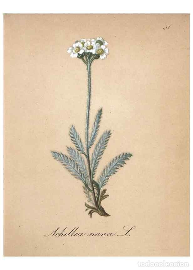 Collectionnisme de Revues et Journaux: Reproducci&oacute;n/Reproduction 7215988970: Die Alpenpflanzen nach der Natur gemalt /. Prag :F. Tempsky,18