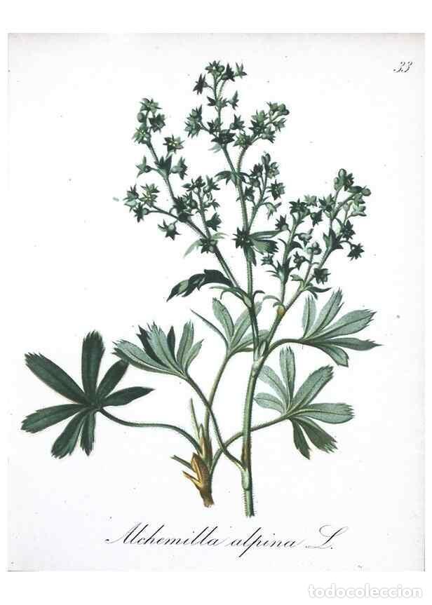 Collectionnisme de Revues et Journaux: Reproducci&oacute;n/Reproduction 7215965616: Die Alpenpflanzen nach der Natur gemalt /. Prag :F. Tempsky,18