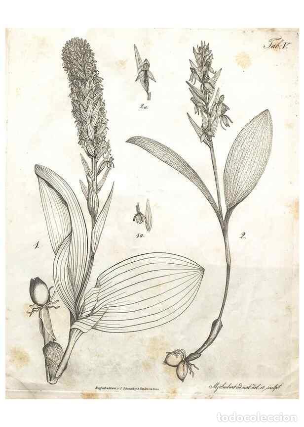 Collectionnisme de Revues et Journaux: Reproducci&oacute;n/Reproduction 7216337982: Flora Azorica :. Bonnae :Apud A. Marcum,1844. - Hochstetter, C