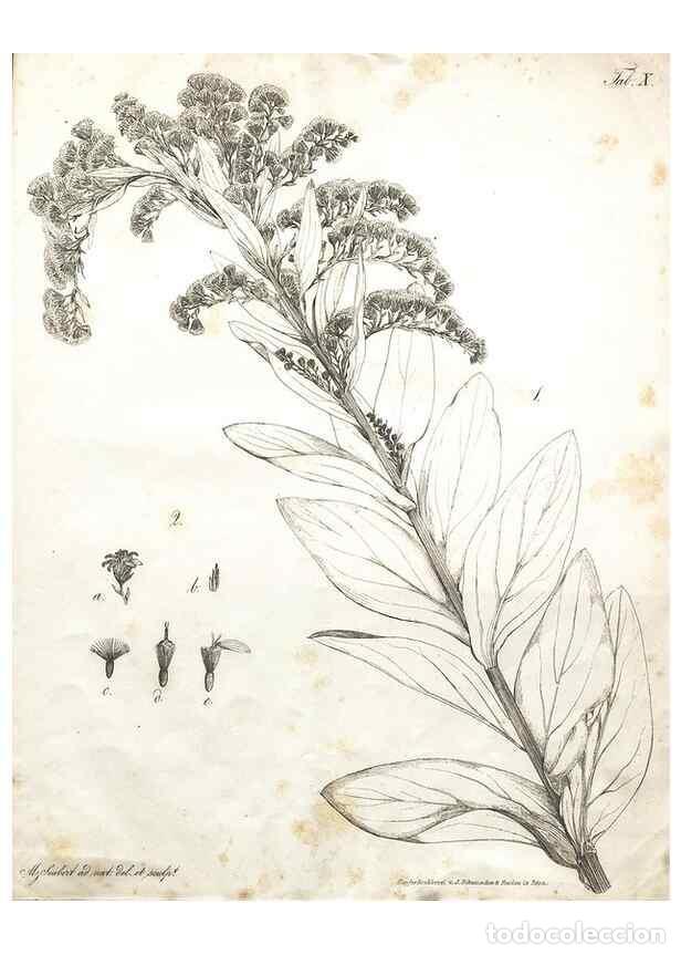 Collectionnisme de Revues et Journaux: Reproducci&oacute;n/Reproduction 7216344342: Flora Azorica :. Bonnae :Apud A. Marcum,1844. - Hochstetter, C