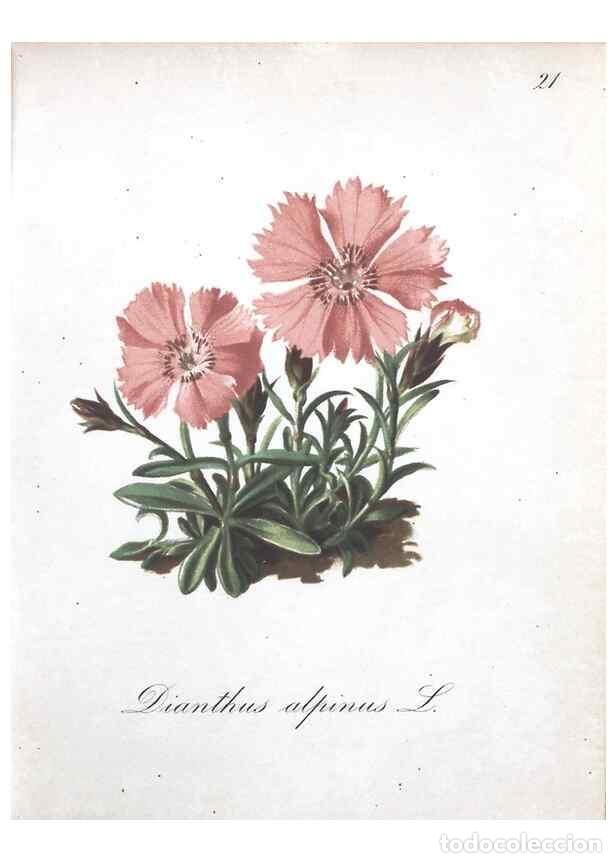 Collectionnisme de Revues et Journaux: Reproducci&oacute;n/Reproduction 7215949024: Die Alpenpflanzen nach der Natur gemalt /. Prag :F. Tempsky,18