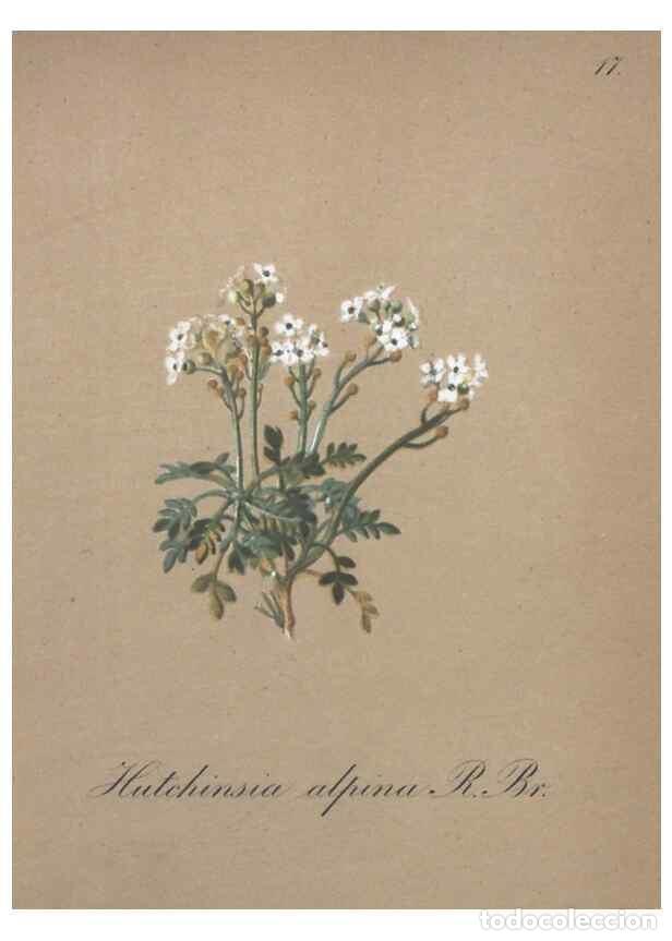 Collectionnisme de Revues et Journaux: Reproducci&oacute;n/Reproduction 7215944224: Die Alpenpflanzen nach der Natur gemalt /. Prag :F. Tempsky,18