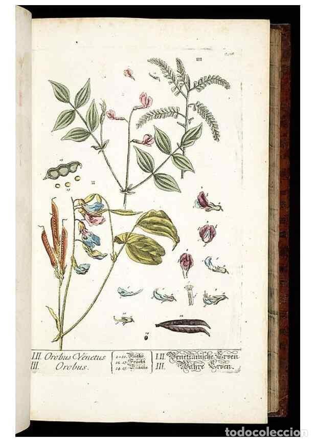 Collectionnisme de Revues et Journaux: Reproducci&oacute;n/Reproduction 8429968248: Herbarium Blackwellianum emendatum et auctum, id est, Elisabet