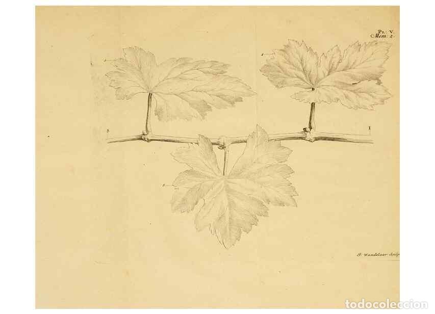 Collection Magazines and Newspapers: Reproducci&oacute;n/Reproduction 8431814175: Recherches sur l'usage des feuilles dans les plantes :. G&ouml;ttin