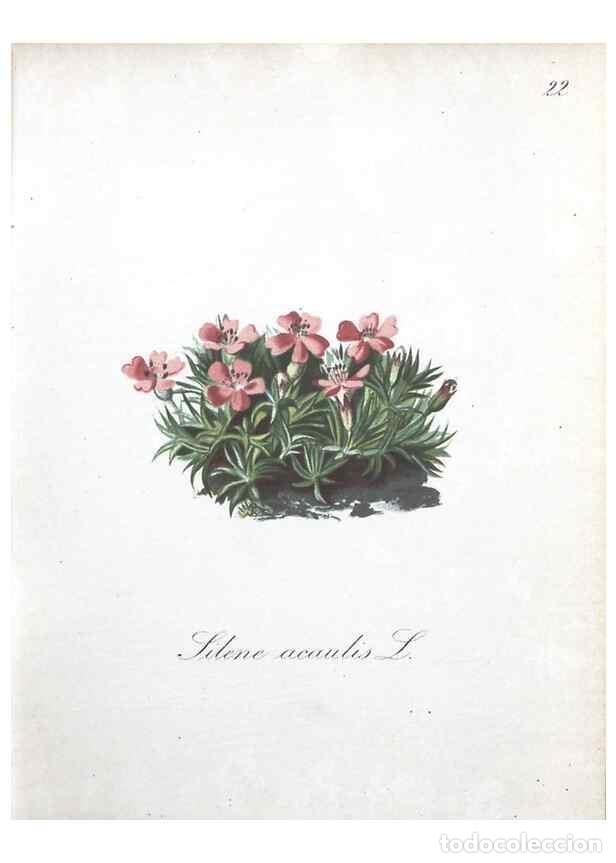 Collection Magazines and Newspapers: Reproducci&oacute;n/Reproduction 7215950468: Die Alpenpflanzen nach der Natur gemalt /. Prag :F. Tempsky,18