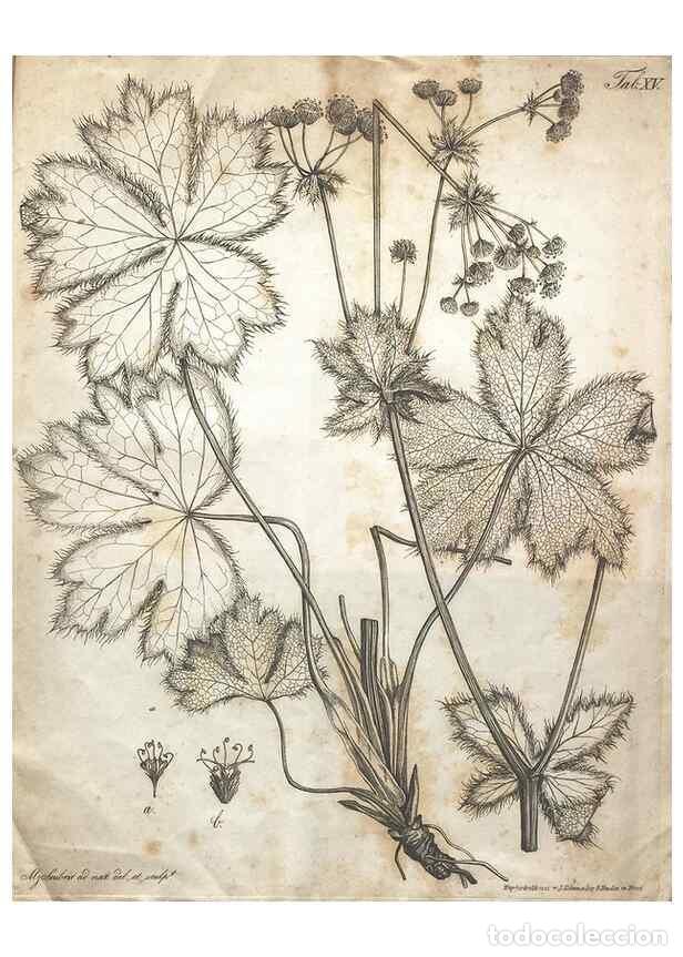 Collection Magazines and Newspapers: Reproducci&oacute;n/Reproduction 7216351716: Flora Azorica :. Bonnae :Apud A. Marcum,1844. - Hochstetter, C