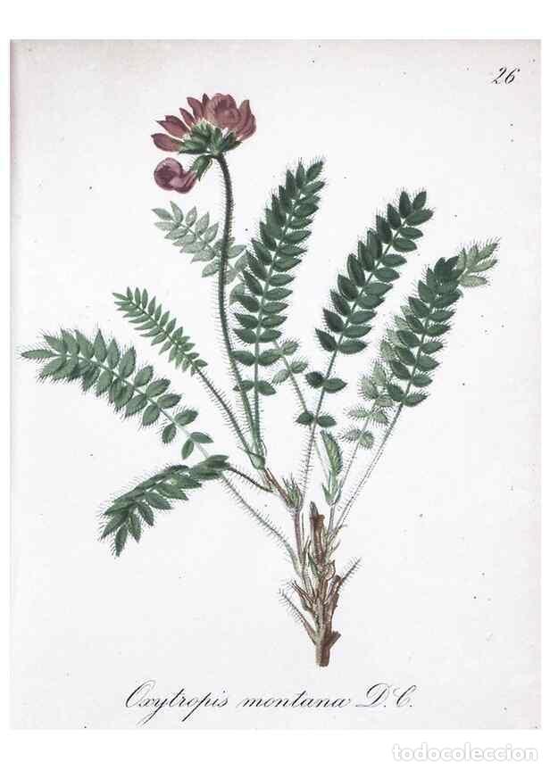 Collection Magazines and Newspapers: Reproducci&oacute;n/Reproduction 7215956062: Die Alpenpflanzen nach der Natur gemalt /. Prag :F. Tempsky,18