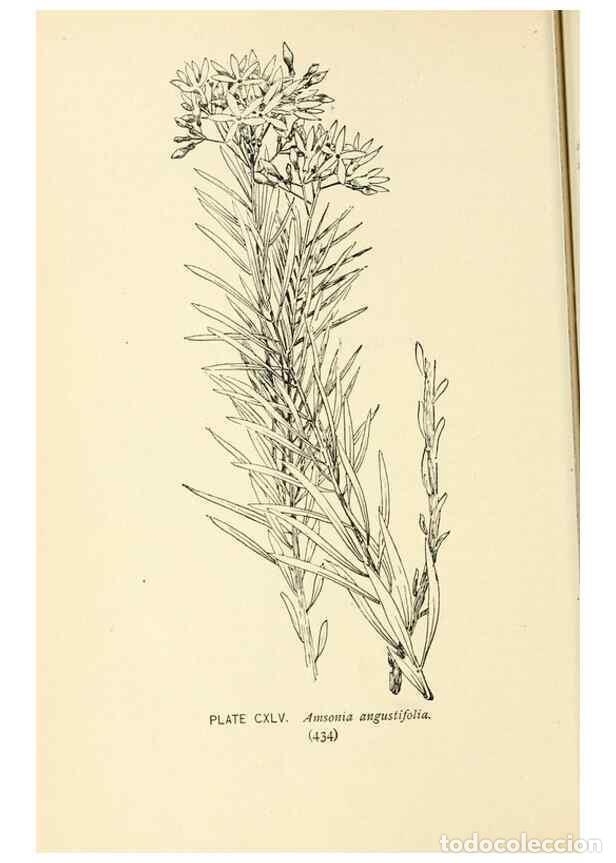 Collection Magazines and Newspapers: Reproducci&oacute;n/Reproduction 8426216047: Southern wild flowers and trees,. New York,Stokes[1901] - Loun