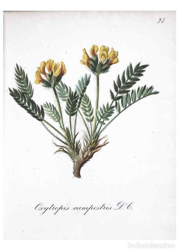 Collection Magazines and Newspapers: Reproducci&oacute;n/Reproduction 7215957242: Die Alpenpflanzen nach der Natur gemalt /. Prag :F. Tempsky,18