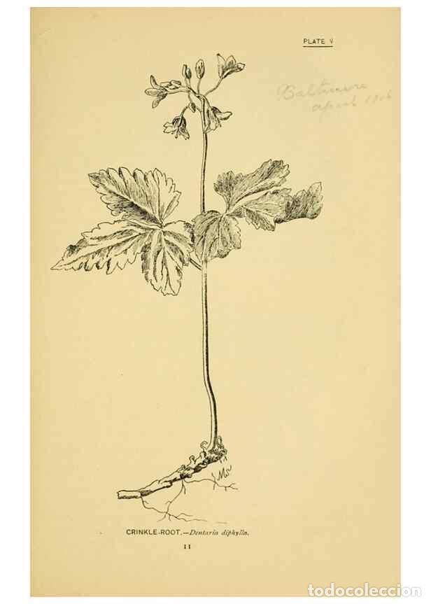 Collection Magazines and Newspapers: Reproducci&oacute;n/Reproduction 7248304688: How to know the wild flowers :. New York :Scribner's,1893. - P