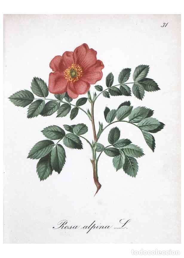 Collection Magazines and Newspapers: Reproducci&oacute;n/Reproduction 7215962826: Die Alpenpflanzen nach der Natur gemalt /. Prag :F. Tempsky,18