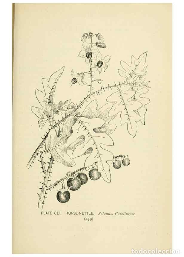 Collection Magazines and Newspapers: Reproducci&oacute;n/Reproduction 8427310802: Southern wild flowers and trees,. New York,Stokes[1901] - Loun