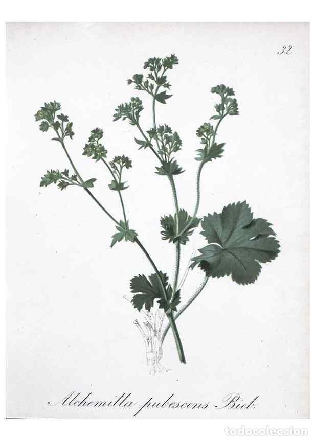 Collection Magazines and Newspapers: Reproducci&oacute;n/Reproduction 7215964172: Die Alpenpflanzen nach der Natur gemalt /. Prag :F. Tempsky,18