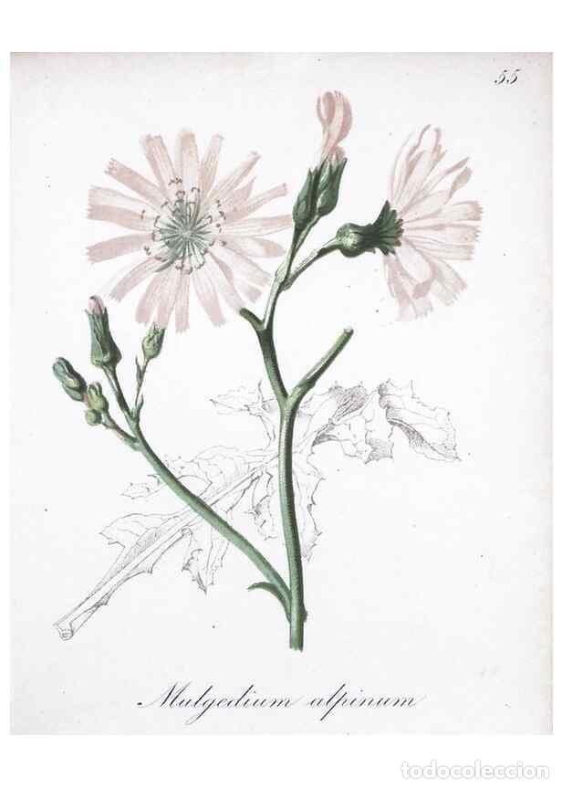 Collection Magazines and Newspapers: Reproducci&oacute;n/Reproduction 7215993852: Die Alpenpflanzen nach der Natur gemalt /. Prag :F. Tempsky,18