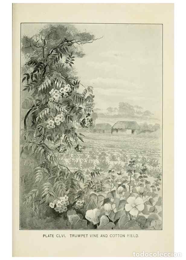 Collection Magazines and Newspapers: Reproducci&oacute;n/Reproduction 8427313756: Southern wild flowers and trees,. New York,Stokes[1901] - Loun