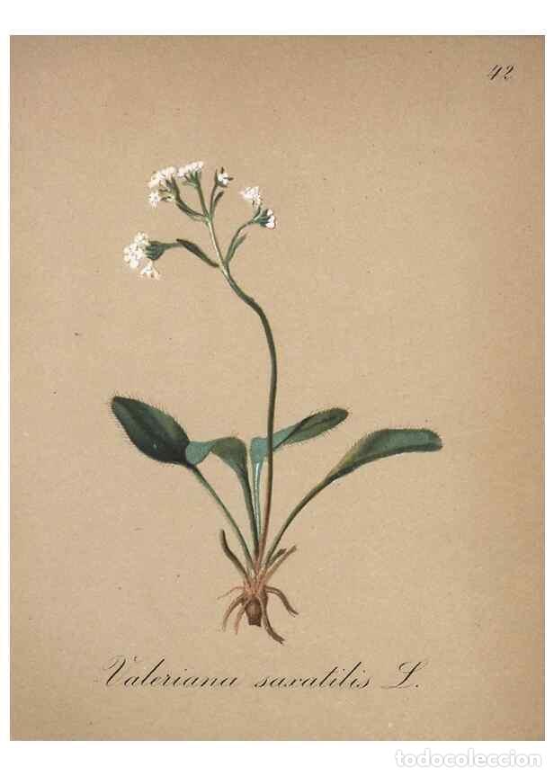 Collection Magazines and Newspapers: Reproducci&oacute;n/Reproduction 7215977342: Die Alpenpflanzen nach der Natur gemalt /. Prag :F. Tempsky,18