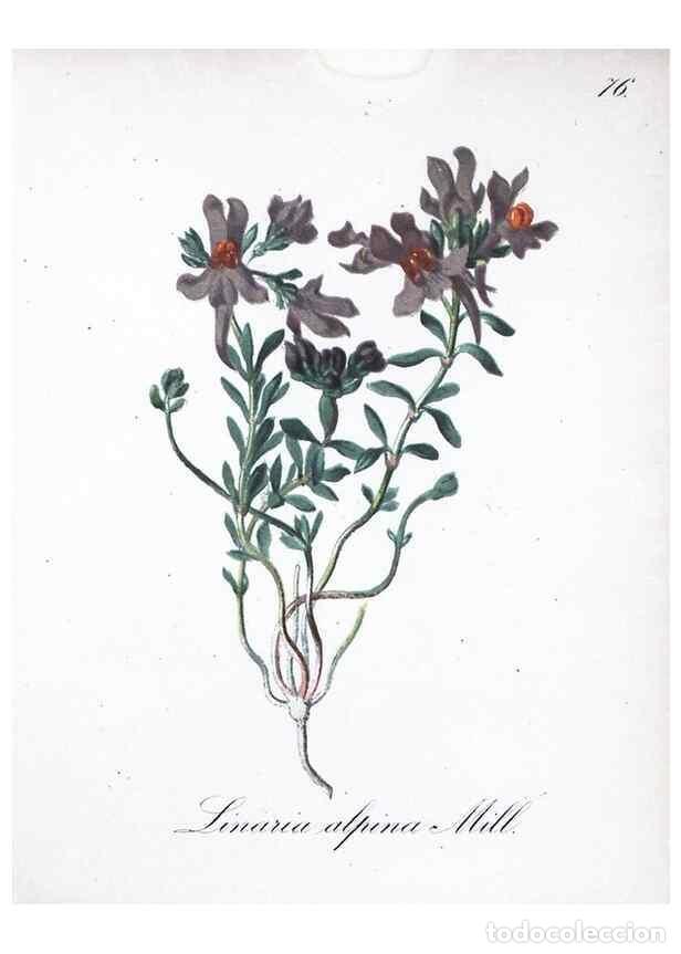 Collection Magazines and Newspapers: Reproducci&oacute;n/Reproduction 7216021546: Die Alpenpflanzen nach der Natur gemalt /. Prag :F. Tempsky,18