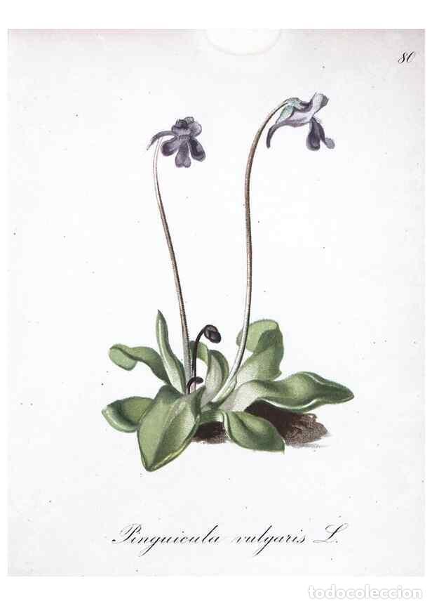 Collection Magazines and Newspapers: Reproducci&oacute;n/Reproduction 7216028164: Die Alpenpflanzen nach der Natur gemalt /. Prag :F. Tempsky,18