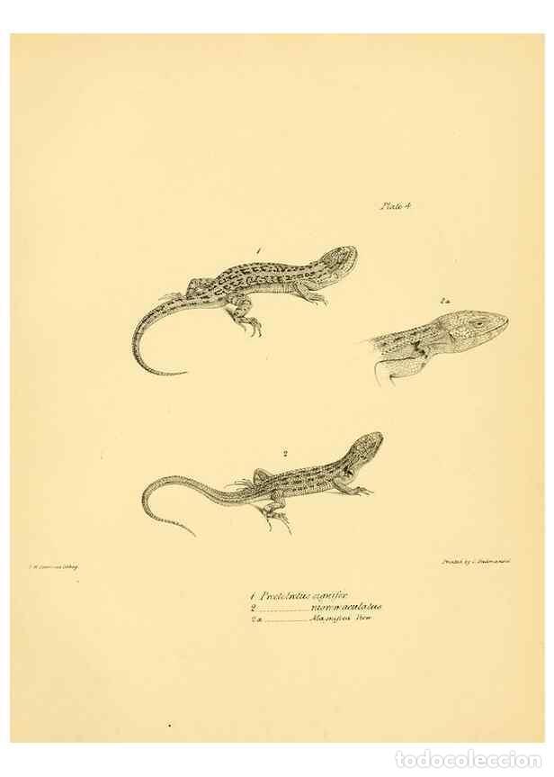 Collection Magazines and Newspapers: Reproducci&oacute;n/Reproduction 8431745497: The zoology of the voyage of H.M.S. Beagle .... London,Smith,