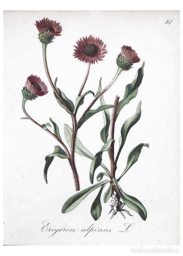 Collection Magazines and Newspapers: Reproducci&oacute;n/Reproduction 7215983464: Die Alpenpflanzen nach der Natur gemalt /. Prag :F. Tempsky,18