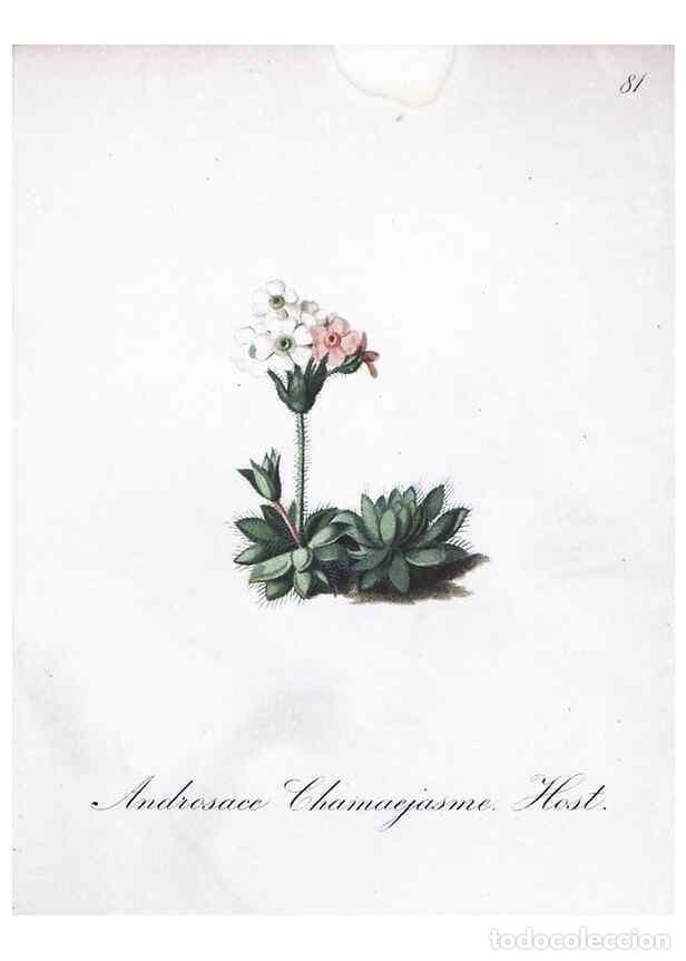 Collection Magazines and Newspapers: Reproducci&oacute;n/Reproduction 7216029348: Die Alpenpflanzen nach der Natur gemalt /. Prag :F. Tempsky,18