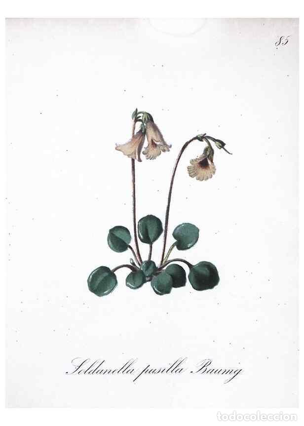 Collection Magazines and Newspapers: Reproducci&oacute;n/Reproduction 7216033484: Die Alpenpflanzen nach der Natur gemalt /. Prag :F. Tempsky,18