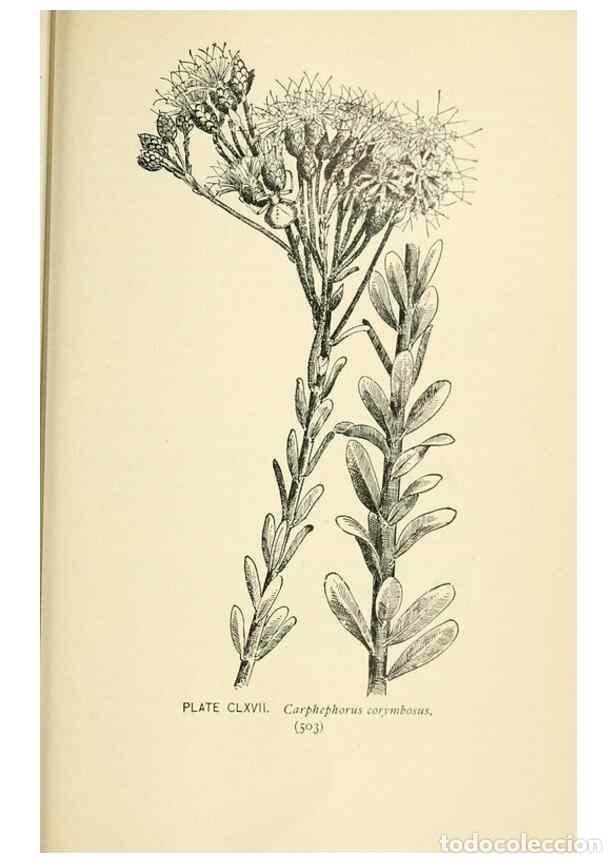 Collection Magazines and Newspapers: Reproducci&oacute;n/Reproduction 8427320820: Southern wild flowers and trees,. New York,Stokes[1901] - Loun