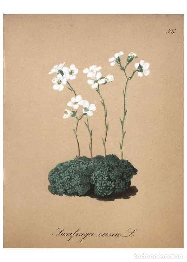 Collection Magazines and Newspapers: Reproducci&oacute;n/Reproduction 7215969456: Die Alpenpflanzen nach der Natur gemalt /. Prag :F. Tempsky,18