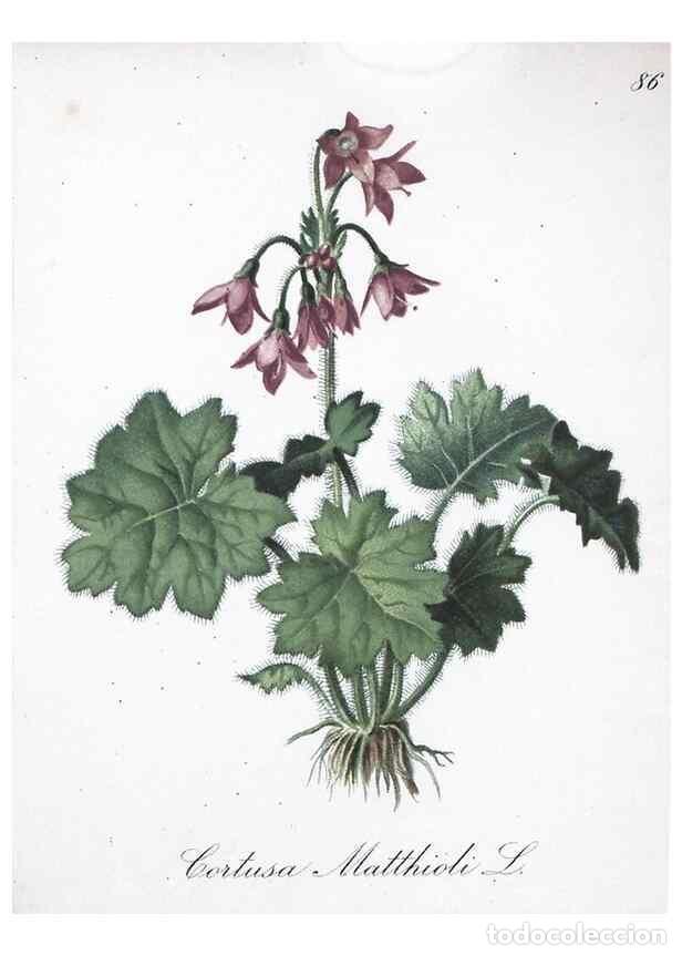 Collection Magazines and Newspapers: Reproducci&oacute;n/Reproduction 7216034860: Die Alpenpflanzen nach der Natur gemalt /. Prag :F. Tempsky,18