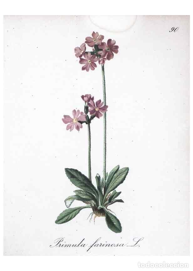 Collection Magazines and Newspapers: Reproducci&oacute;n/Reproduction 7216039604: Die Alpenpflanzen nach der Natur gemalt /. Prag :F. Tempsky,18