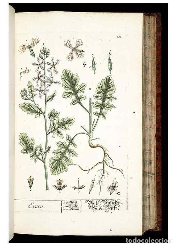 Collection Magazines and Newspapers: Reproducci&oacute;n/Reproduction 8429974202: Herbarium Blackwellianum emendatum et auctum, id est, Elisabet