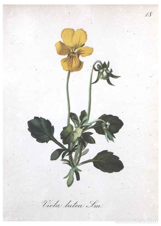 Collection Magazines and Newspapers: Reproducci&oacute;n/Reproduction 7215945322: Die Alpenpflanzen nach der Natur gemalt /. Prag :F. Tempsky,18