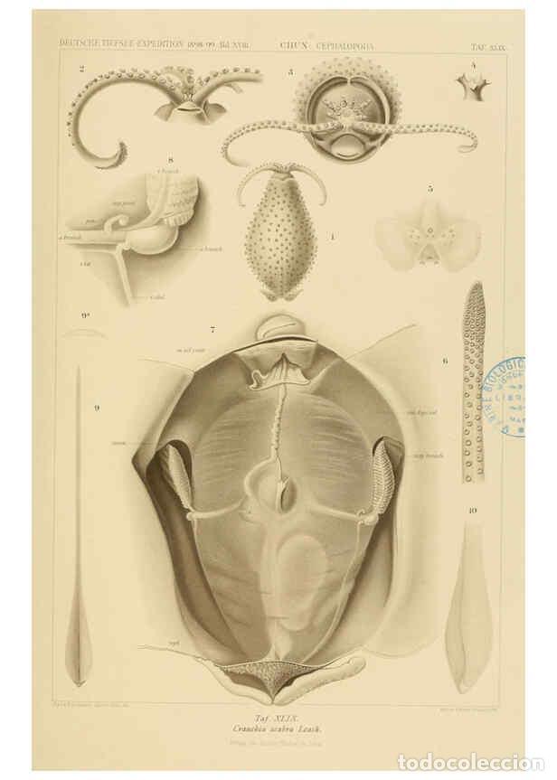 Collezionismo di Riviste e Giornali: Reproducci&oacute;n/Reproduction 6286443298: Die Cephalopoden. Bd. 18, T.1 (Atlas) [Jena],G. Fischer,1910-1