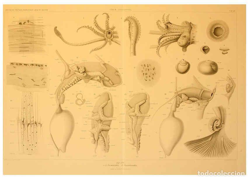 Collezionismo di Riviste e Giornali: Reproducci&oacute;n/Reproduction 6286444266: Die Cephalopoden. Bd. 18, T.1 (Atlas) [Jena],G. Fischer,1910-1