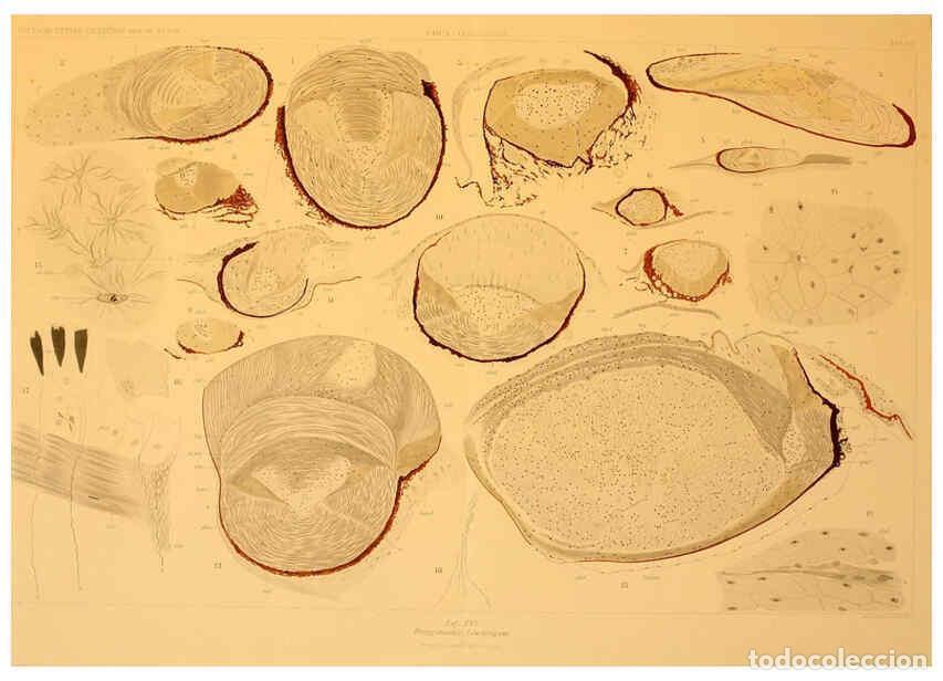 Collezionismo di Riviste e Giornali: Reproducci&oacute;n/Reproduction 6286437138: Die Cephalopoden. Bd. 18, T.1 (Atlas) [Jena],G. Fischer,1910-1