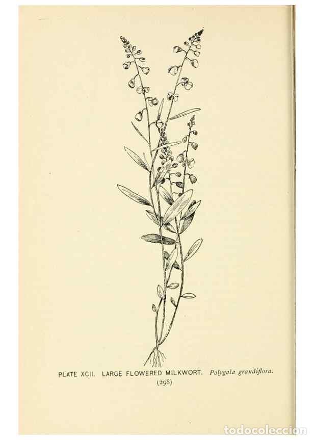 Collezionismo di Riviste e Giornali: Reproducci&oacute;n/Reproduction 8426182687: Southern wild flowers and trees,. New York,Stokes[1901] - Loun