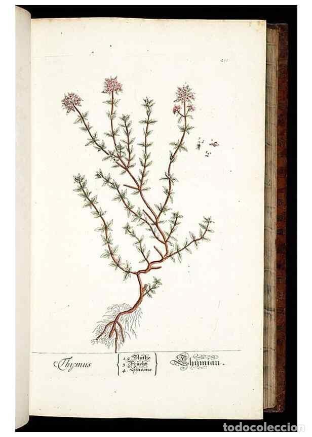Collezionismo di Riviste e Giornali: Reproducci&oacute;n/Reproduction 8428880353: Herbarium Blackwellianum emendatum et auctum, id est, Elisabet