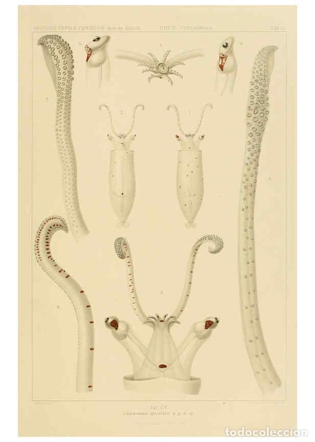 Collezionismo di Riviste e Giornali: Reproducci&oacute;n/Reproduction 6286444398: Die Cephalopoden. Bd. 18, T.1 (Atlas) [Jena],G. Fischer,1910-1