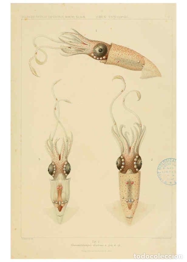 Collezionismo di Riviste e Giornali: Reproducci&oacute;n/Reproduction 6286433666: Die Cephalopoden. Bd. 18, T.1 (Atlas) [Jena],G. Fischer,1910-1